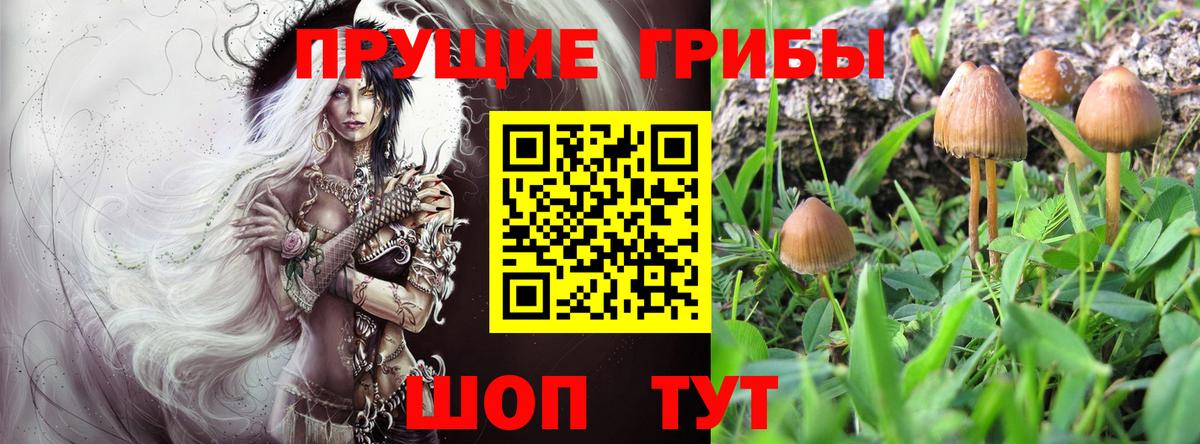 Псилоцибиновые грибы прущие грибы  Вход с VPN  Будённовск  Галлюциногенные грибы GOLDEN TEACHER 